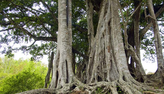 高超的藝術表現(xiàn)手法才能體現(xiàn)出仿真榕樹藝術境界