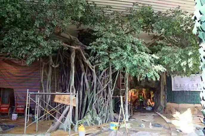 仿真榕樹批發(fā)市場怎么樣？仿真榕樹的發(fā)展前景如何？