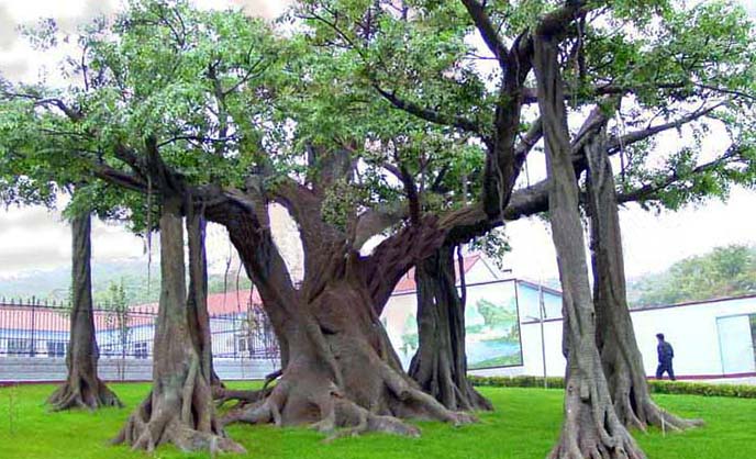 仿真榕樹制作前需要有好的仿真榕樹設(shè)計