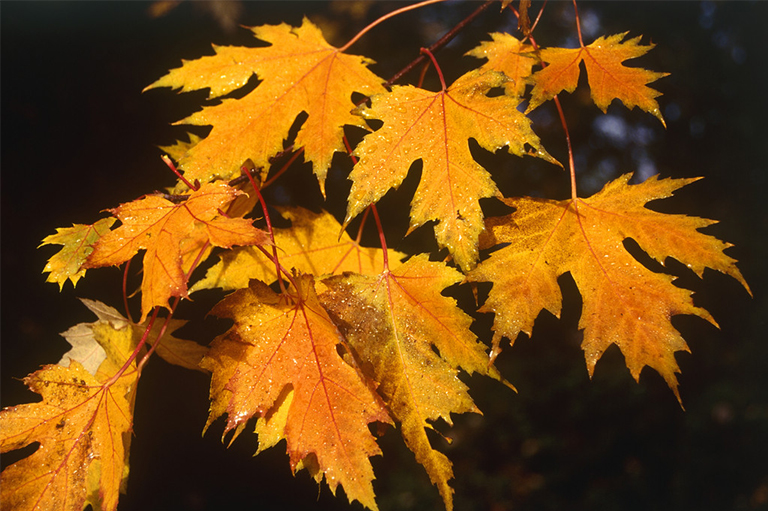 廠家搜集說明關(guān)于裂葉和無葉的詳細信息