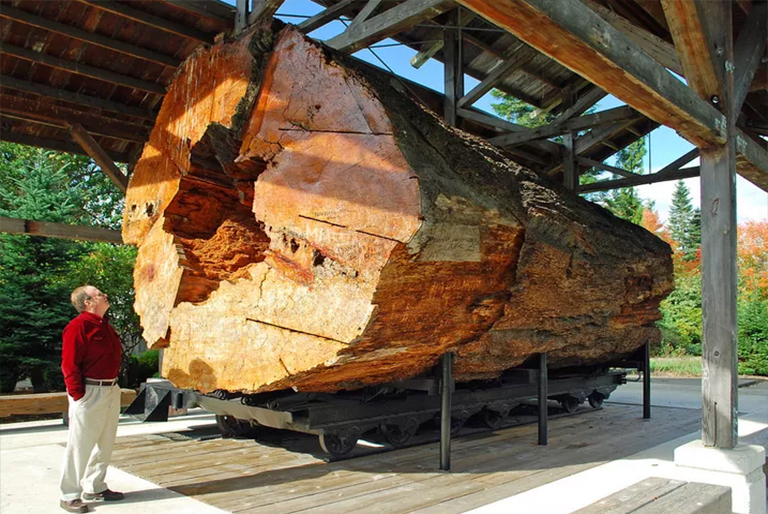 使用樹木解剖和生理進(jìn)行識別-樹的部分如何確定樹種命名法