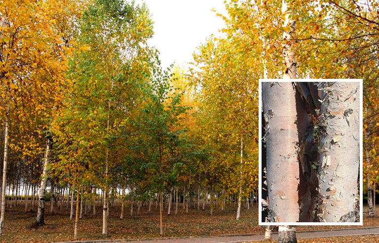 史上全細(xì)休眠樹識別庫（二）