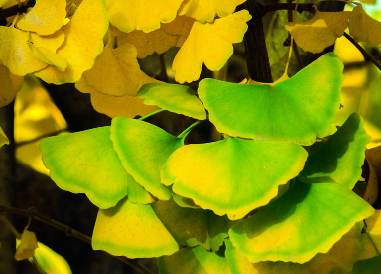 基本銀杏葉資料信息-研究冰河時(shí)期消滅的古景觀標(biāo)本（一）