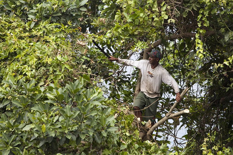Shigo三步樹(shù)修剪方法-自信修剪無(wú)損傷梅花樹(shù)肢體