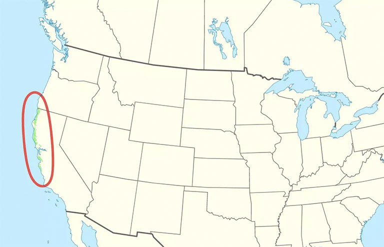 紫杉科三大北美重要樹之一-紅木樹分類和生長(zhǎng)范圍