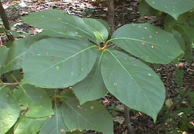 識(shí)別胡椒樹-了解兩種北美胡椒樹樹種