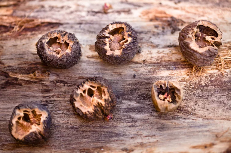 黑胡桃可以存放多長(zhǎng)時(shí)間？