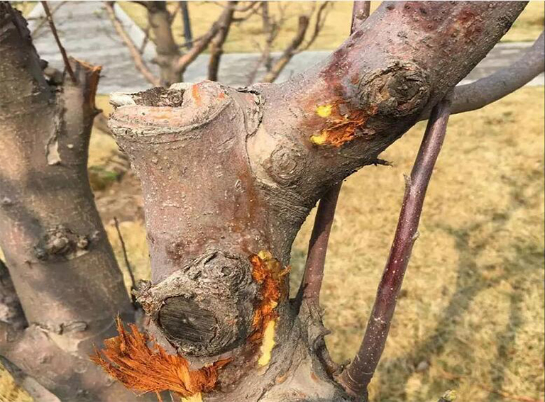 32多種常見的樹木b害導(dǎo)致大多數(shù)樹木的健康下降和死亡（三）