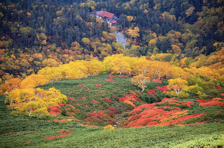 樹木無處不在-關(guān)于樹木的11件事（二）