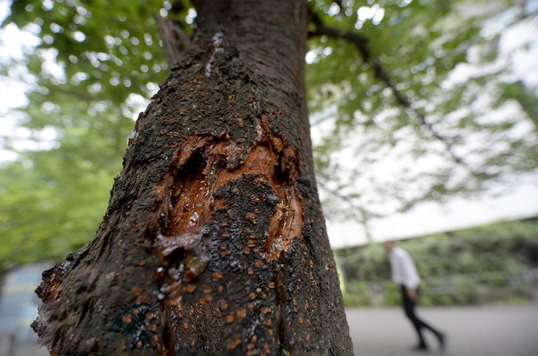 診斷控制和預(yù)防樹木粘液通量-細(xì)菌濕木處理和管理