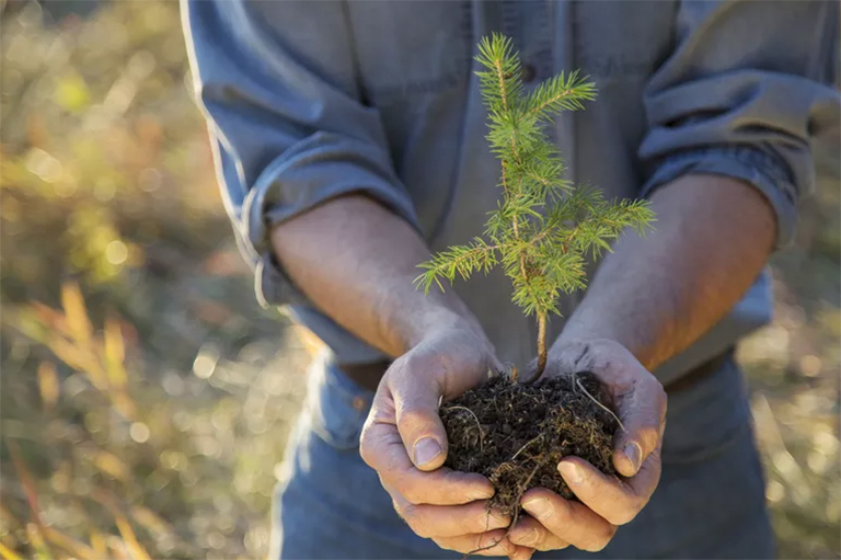 我們所有人都熟悉的樹木-生長(zhǎng)與發(fā)育詳細(xì)概述