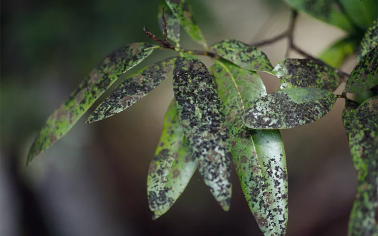 防治黑煙b-雖然很少真正損壞樹但在景觀中看起來很討厭