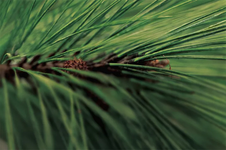 針葉枯b識(shí)別和控制-針葉枯b會(huì)對(duì)北美針葉樹造成重大破壞