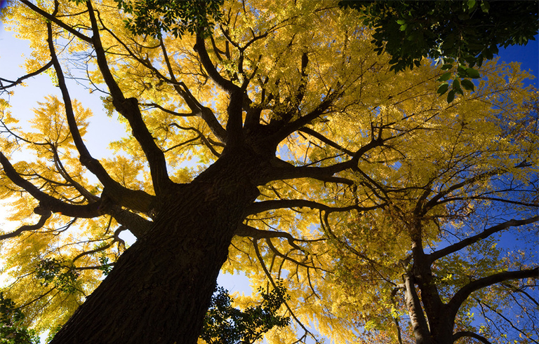 3發(fā)生生長的樹形結(jié)構(gòu)-所有樹木的大部分由無生命的組織組成