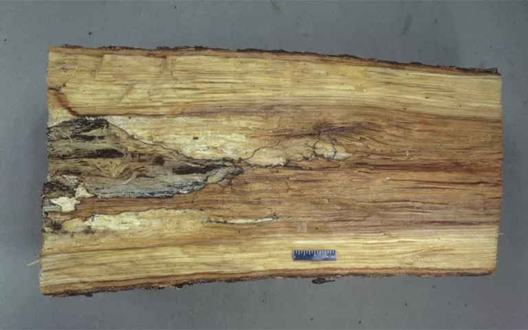 根莖對(duì)接爛樹b預(yù)防和控制-根腐b是影響硬木常見的樹木b害之一