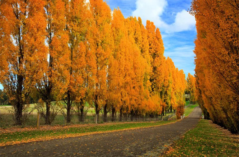 雜交楊的優(yōu)缺點(diǎn)-我們應(yīng)該種雜交楊樹(shù)嗎