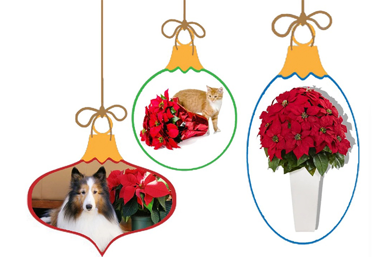 如何消除一些對(duì)寵物有害的裝飾植物的潛在威脅