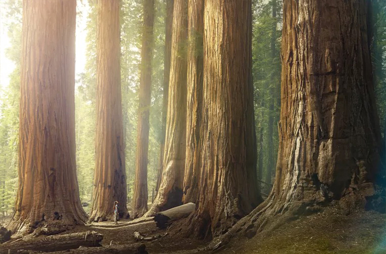 估計(jì)林木的年齡-粗略估計(jì)樹(shù)齡的無(wú)創(chuàng)測(cè)量