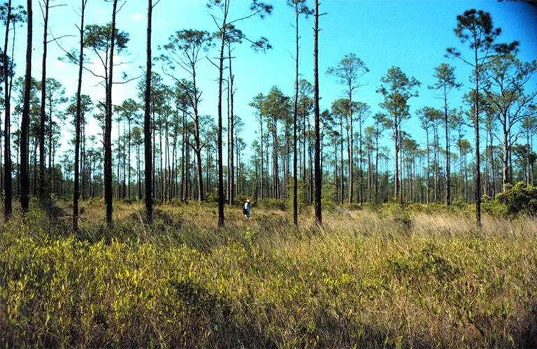 砍伐黃松（Elliottii）-南部常見(jiàn)的樹(shù)種