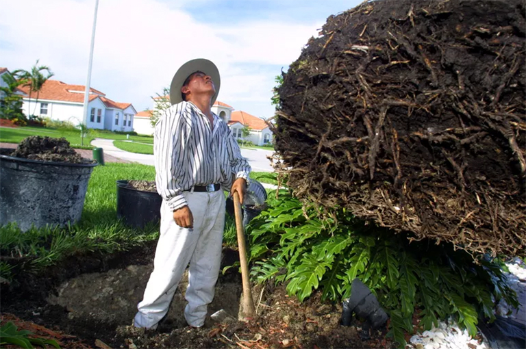 照顧新栽種移植物的樹木-如何避免對(duì)重新種植或移植的樹木造成損害