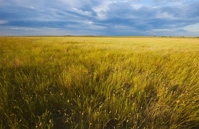 生活在溫帶草原-這些生態(tài)系統(tǒng)與熱帶稀樹(shù)草原有何不同