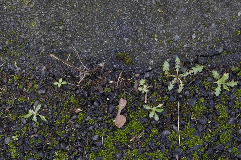 主要繼承定義和示例-什么是生態(tài)學(xué)的主要演替？