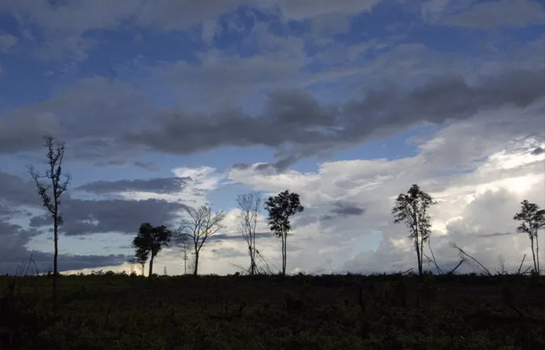 森林砍伐的新動(dòng)態(tài)