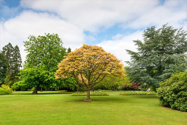 活樹有價值的原因-樹木有助于凈化空氣 水 土壤