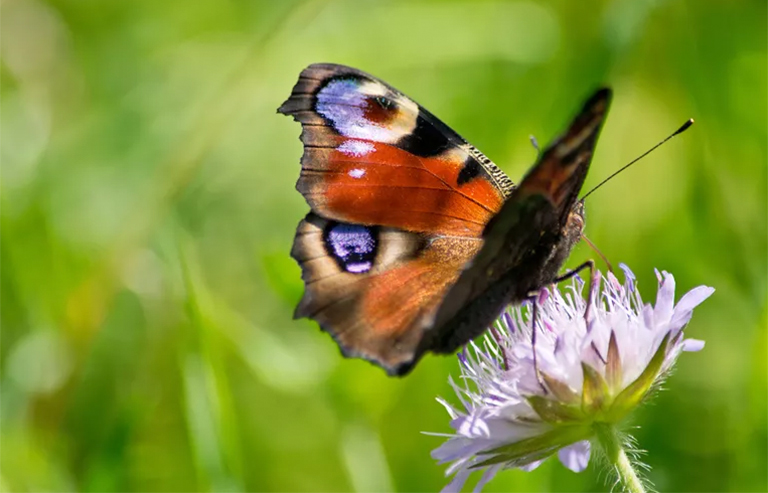 昆蟲綱（Insecta）的一部分-孔雀蝴蝶事實(shí)