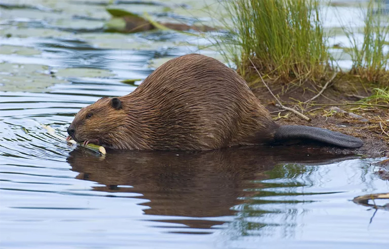 黃石國家公園的狼和海貍-將兩種動(dòng)物重新引入黃石國家公園