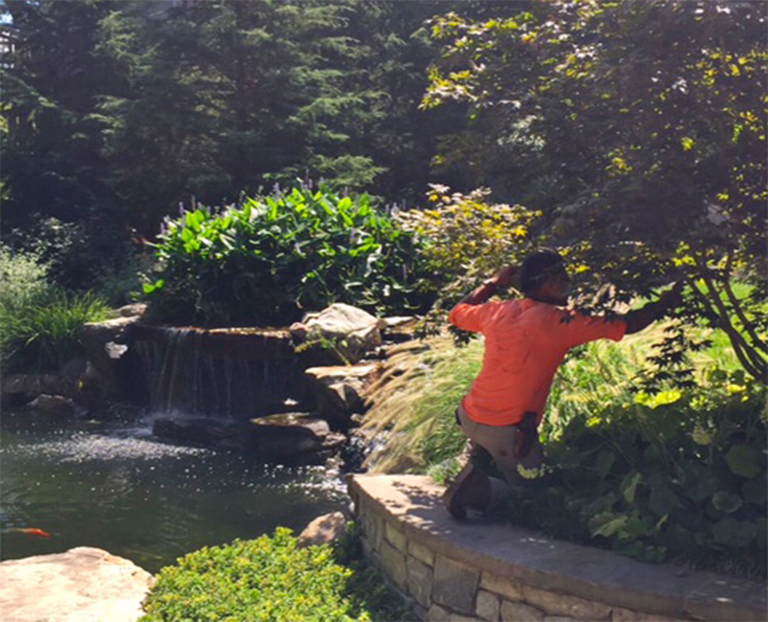 巧妙的修剪需要專業(yè)知識和技巧以及常用修剪技術術語