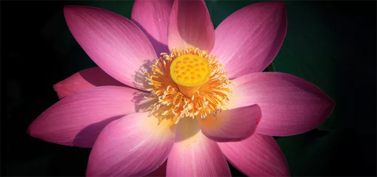 開花植物測驗(yàn)的部分-您對植物零件了解多少