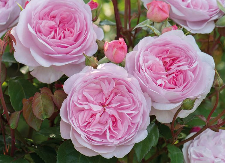 庭院設(shè)計(jì) 玫瑰很難保養(yǎng)嗎？