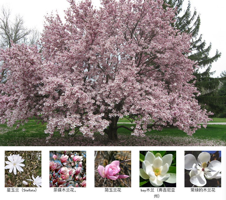 庭院怎么利用開(kāi)花樹(shù)木設(shè)計(jì)的漂亮（下）