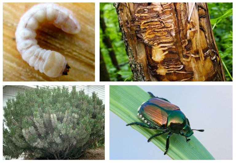 北弗吉尼亞花園的蟲(chóng)害-從敵人那里認(rèn)識(shí)的朋友