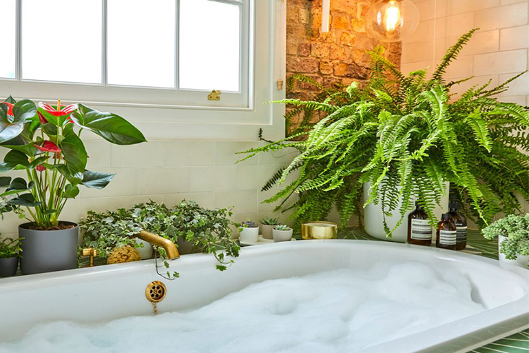 浴室植物創(chuàng)意–用于在浴室中營(yíng)造寧?kù)o綠洲的佳植物