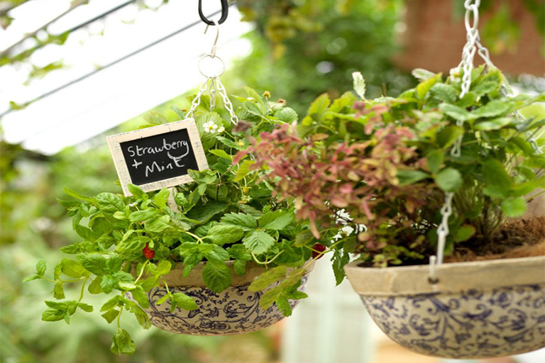 開春在植物花園的工作–準(zhǔn)備蔬菜田，種植吊籃和培育草坪（上）