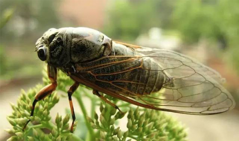 夏天植物花園如何為即將到來(lái)的蟬群做準(zhǔn)備