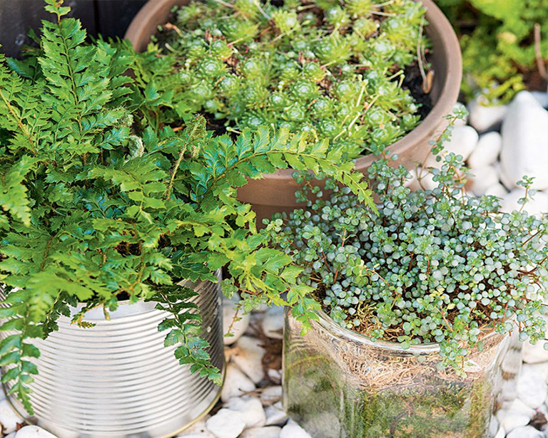 簡(jiǎn)單低維護(hù)的植物花園創(chuàng)意就可改變您的戶外空間（三）