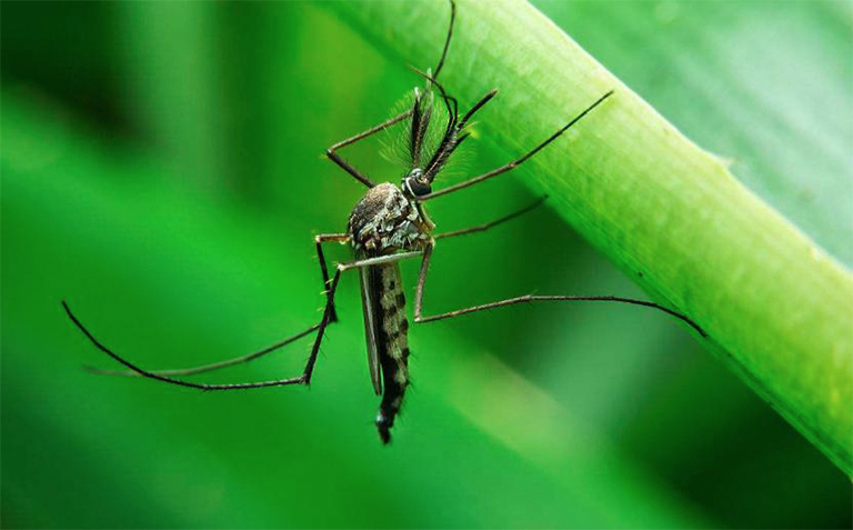 夏天來了北京廠家教您如何驅(qū)除您的后院的蚊子