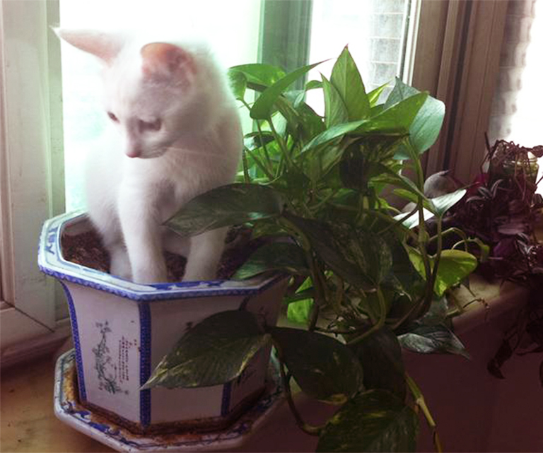 人工仿真樹(shù)廠家北京告訴你哪些室內(nèi)植物對(duì)寵物有毒(上)