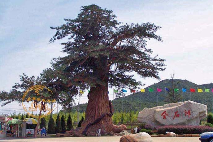 仿真松樹(shù).jpeg 仿真松樹(shù)