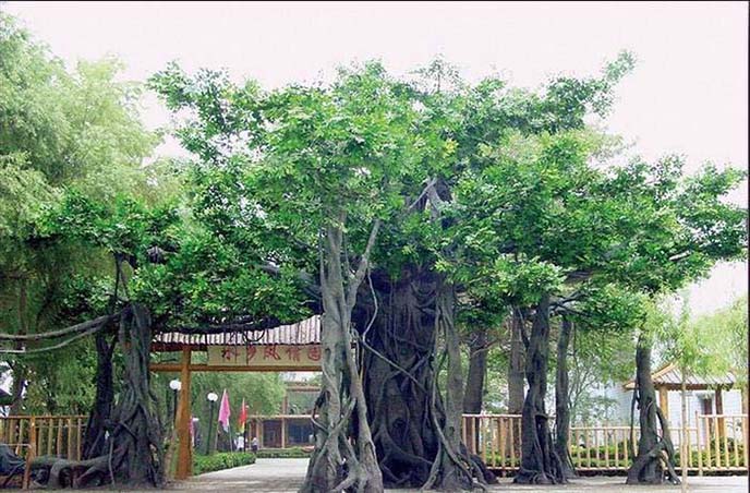 仿真榕樹.jpg 仿真榕樹
