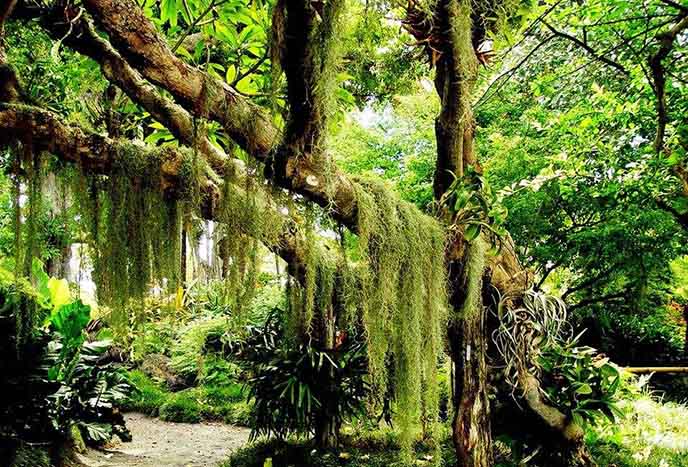 仿真榕樹.jpeg 仿真榕樹