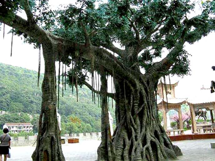 仿真榕樹制作.jpg 仿真榕樹制作