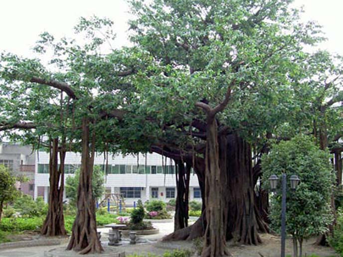 仿真榕樹制作.jpg 仿真榕樹制作