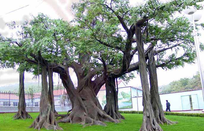 仿真榕樹.jpg 仿真榕樹