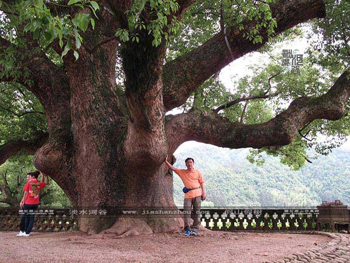 仿真樹.jpg 仿真樹