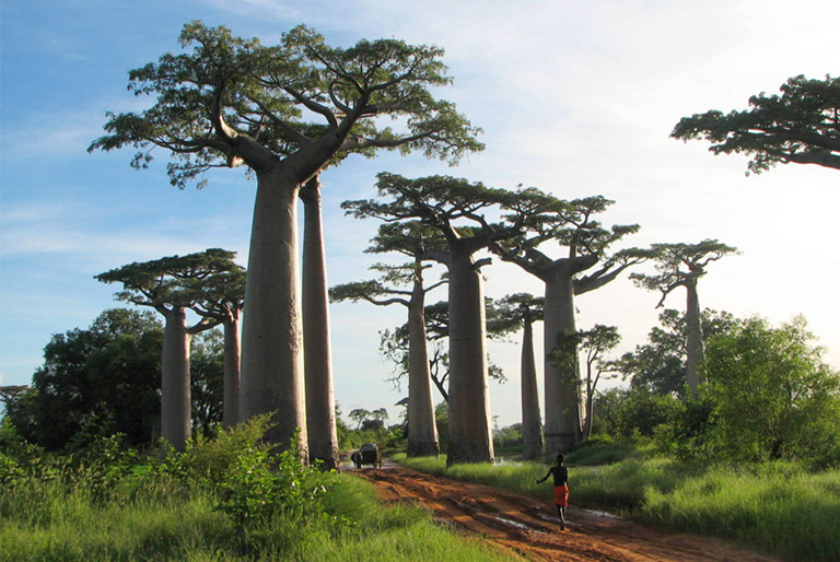 仿真樹廠家.jpg 仿真樹廠家