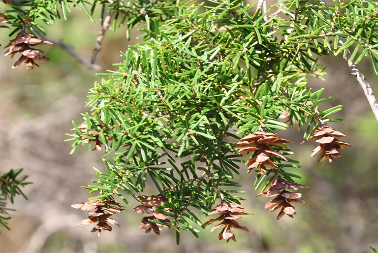 仿真樹.jpg 仿真樹